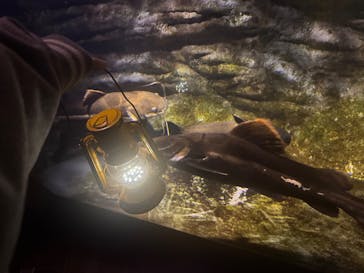 カワスイ 川崎⽔族館に投稿された画像（2026/2/23）