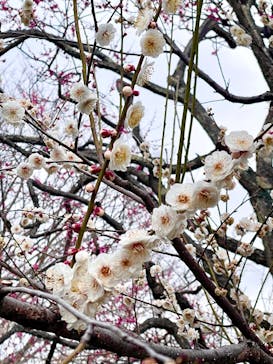 偕楽園本園に投稿された画像（2026/2/23）