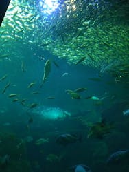 新江ノ島水族館に投稿された画像（2026/2/23）