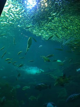 新江ノ島水族館に投稿された画像（2026/2/23）