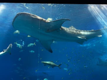 沖縄美ら海水族館に投稿された画像（2026/2/23）