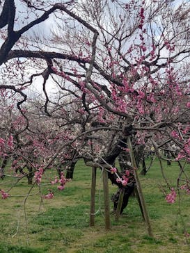 偕楽園本園に投稿された画像（2026/2/23）