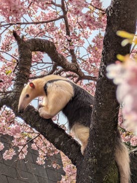 伊豆アニマルキングダムに投稿された画像（2026/2/23）