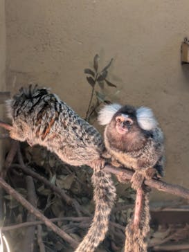 伊豆アニマルキングダムに投稿された画像（2026/2/23）