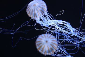 サンシャイン水族館に投稿された画像（2026/2/23）