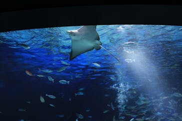 サンシャイン水族館に投稿された画像（2026/2/23）