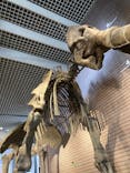 ミュージアムパーク茨城県自然博物館に投稿された画像（2026/2/23）