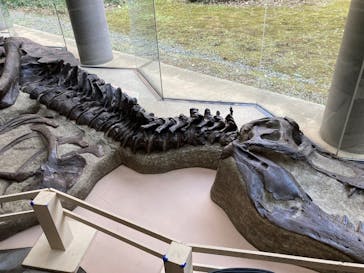 ミュージアムパーク茨城県自然博物館に投稿された画像（2026/2/23）