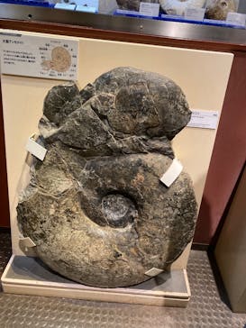 ミュージアムパーク茨城県自然博物館に投稿された画像（2026/2/23）