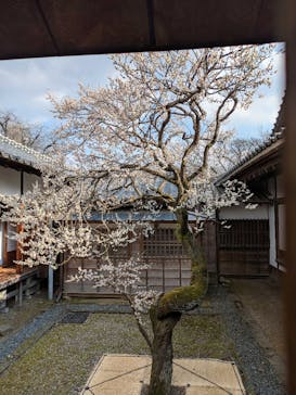 偕楽園本園に投稿された画像（2026/2/23）