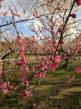 偕楽園本園に投稿された画像（2026/2/23）