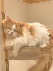 猫カフェモカ　イオンモール幕張新都心店に投稿された画像（2026/2/23）