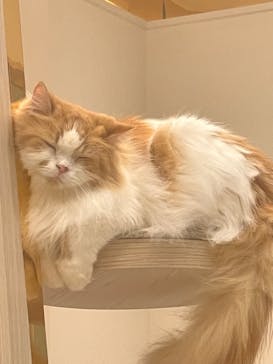 猫カフェモカ　イオンモール幕張新都心店に投稿された画像（2026/2/23）