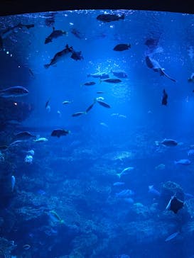 京都水族館に投稿された画像（2026/2/23）