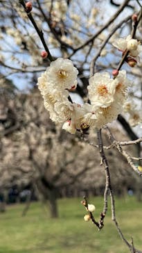 偕楽園本園に投稿された画像（2026/2/23）