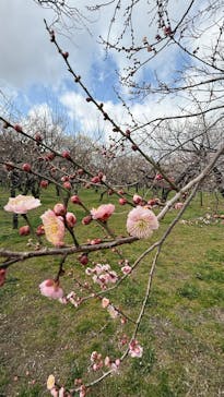 偕楽園本園に投稿された画像（2026/2/23）
