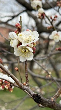 偕楽園本園に投稿された画像（2026/2/23）