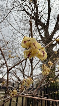 偕楽園本園に投稿された画像（2026/2/23）