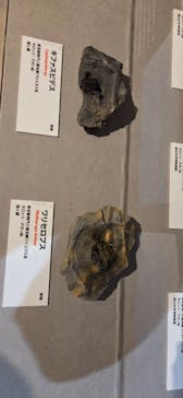 特別展「大絶滅展―生命史のビッグファイブ」に投稿された画像（2026/2/23）