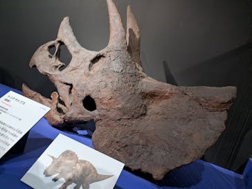 特別展「大絶滅展―生命史のビッグファイブ」に投稿された画像（2026/2/23）