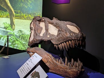 特別展「大絶滅展―生命史のビッグファイブ」に投稿された画像（2026/2/23）