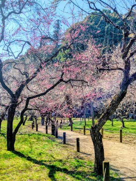 偕楽園本園に投稿された画像（2026/2/23）