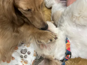 いぬカフェRio イオンモール常滑店に投稿された画像（2026/2/23）