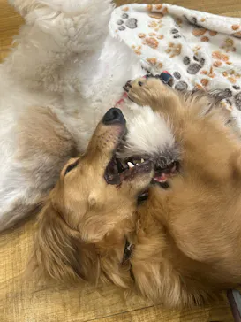 いぬカフェRio イオンモール常滑店に投稿された画像（2026/2/23）