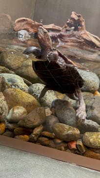 世界淡水魚園水族館　アクア・トトぎふに投稿された画像（2026/2/23）