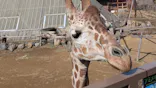 伊豆シャボテン動物公園に投稿された画像（2026/2/23）