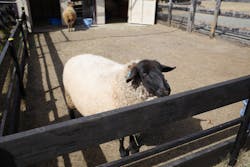 淡路ファームパーク イングランドの丘に投稿された画像（2026/2/23）