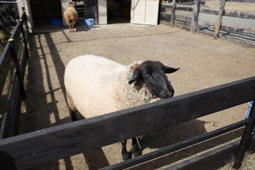 淡路ファームパーク イングランドの丘に投稿された画像（2026/2/23）