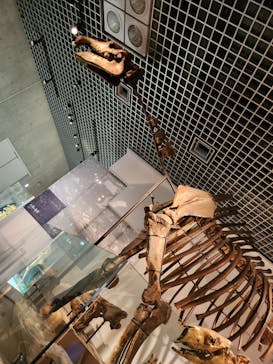 国立科学博物館に投稿された画像（2026/2/23）