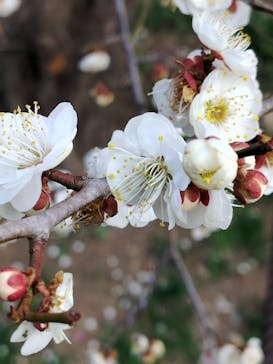 偕楽園本園に投稿された画像（2026/2/23）