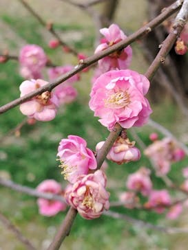 偕楽園本園に投稿された画像（2026/2/23）