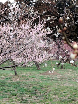 偕楽園本園に投稿された画像（2026/2/23）