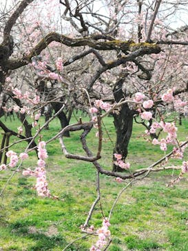 偕楽園本園に投稿された画像（2026/2/23）