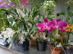 新宿御苑に投稿された画像（2026/2/23）