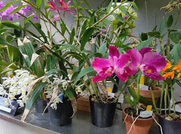 新宿御苑に投稿された画像（2026/2/23）