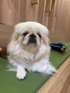 いぬカフェRio 浅草店に投稿された画像（2026/2/23）