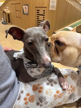 いぬカフェRio 浅草店に投稿された画像（2026/2/23）