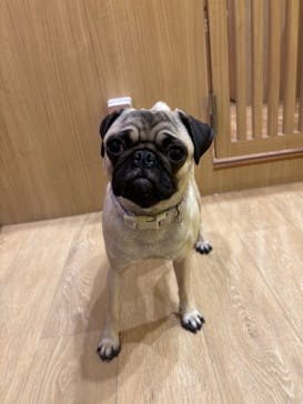 いぬカフェRio 浅草店に投稿された画像（2026/2/23）