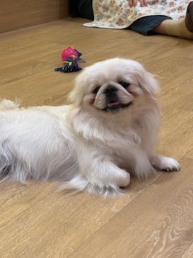 いぬカフェRio 浅草店に投稿された画像（2026/2/23）