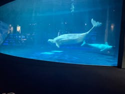 島根県立 しまね海洋館に投稿された画像（2026/2/23）