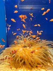 島根県立 しまね海洋館に投稿された画像（2026/2/23）