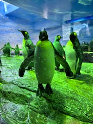 島根県立 しまね海洋館に投稿された画像（2026/2/23）