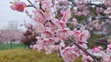 偕楽園本園に投稿された画像（2026/2/23）