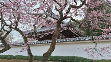 偕楽園本園に投稿された画像（2026/2/23）