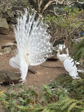 伊豆シャボテン動物公園に投稿された画像（2026/2/23）