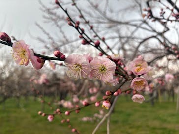 偕楽園本園に投稿された画像（2026/2/23）
